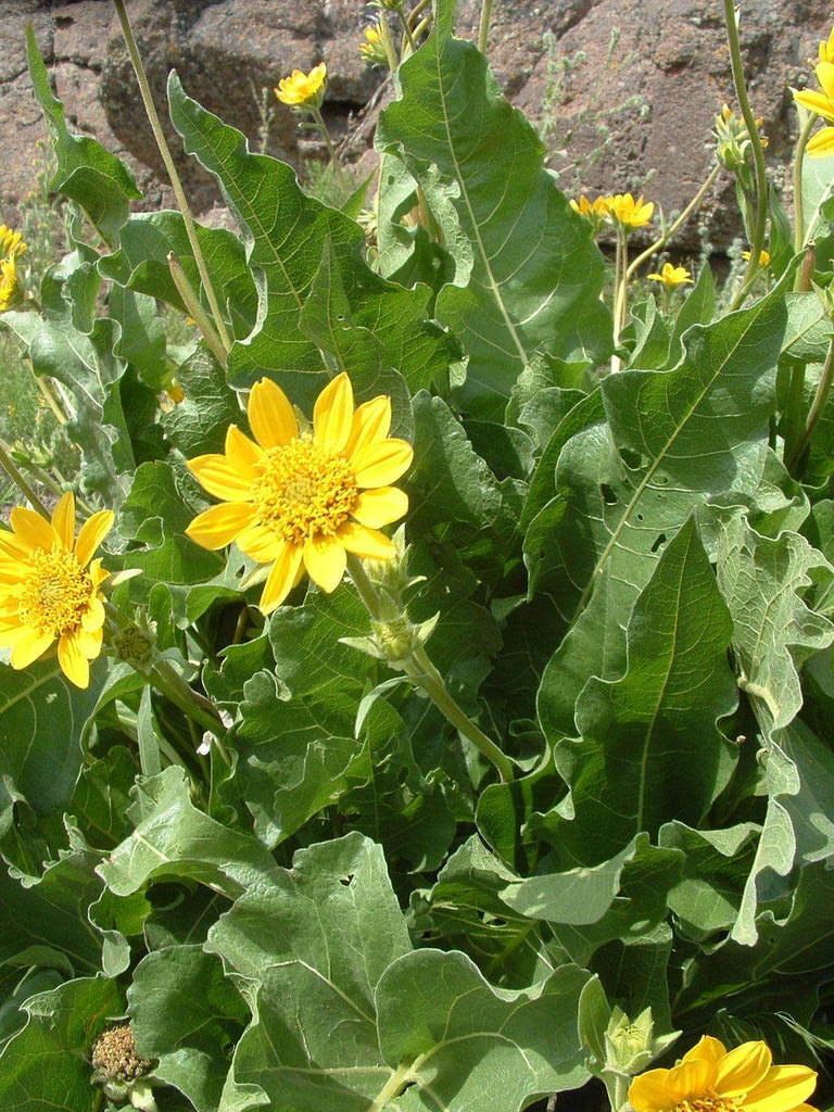 Balsamorhiza deltoidea (Balsam deltoid), native California herb