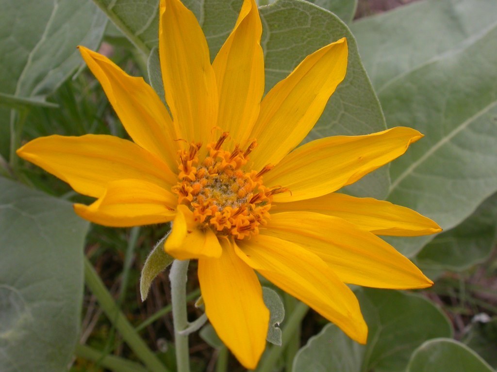 Balsamorhiza hirsuta (Hairy balsam root), native California perennial