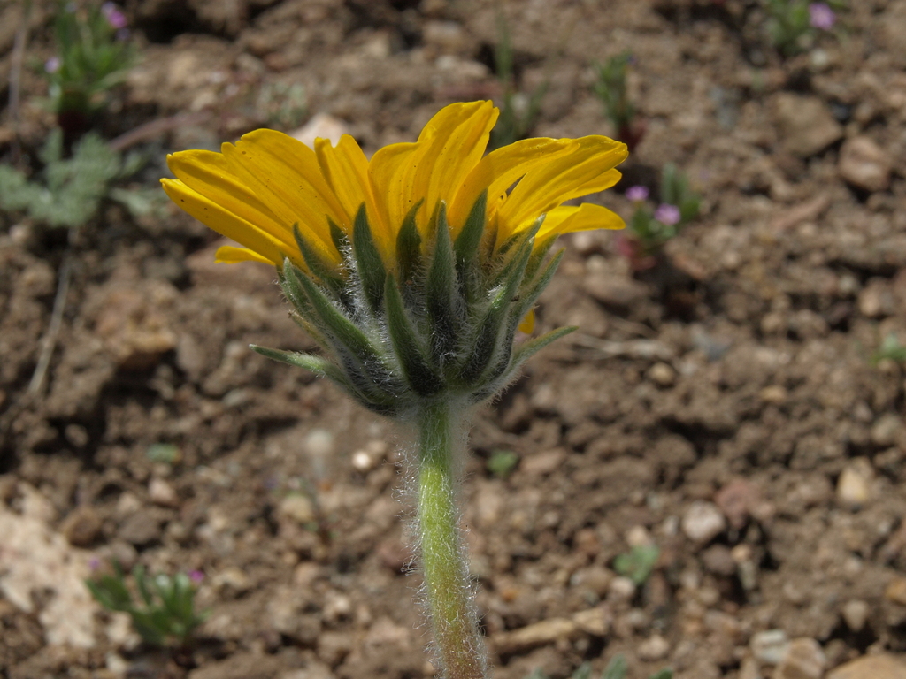 Balsamorhiza hookeri (Hooker's balsam root), native California herb