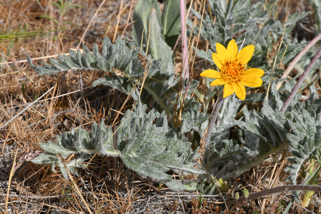 Balsamorhiza lanata (Woolly balsamroot), native California herb