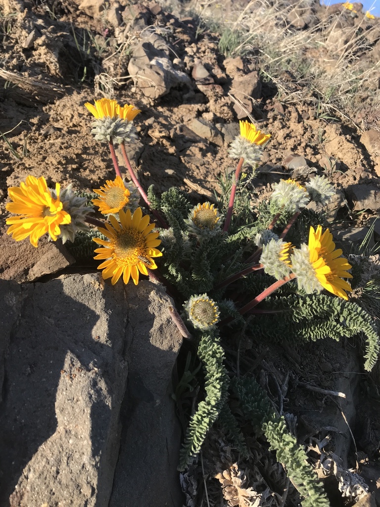 Balsamorhiza macrolepis (Big scale balsam root), native California herb