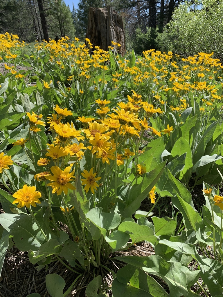 Balsamorhiza sagittata (Arrow leaved balsam root), native California herb