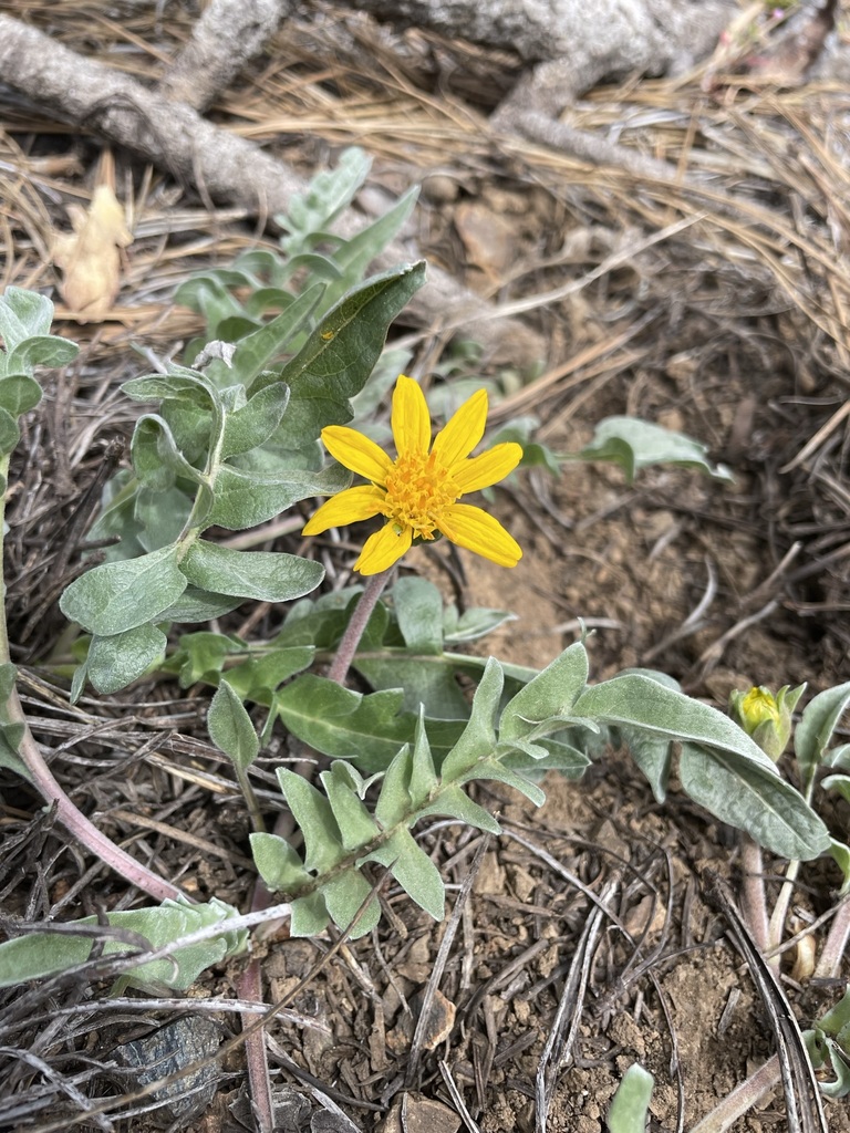 Balsamorhiza sericea (Silky balsamroot), native California herb