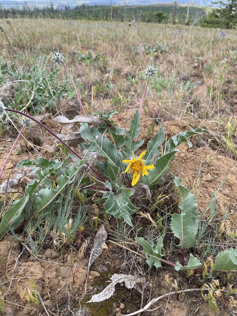 Balsamorhiza serrata (Serrated balsamroot), native California herb