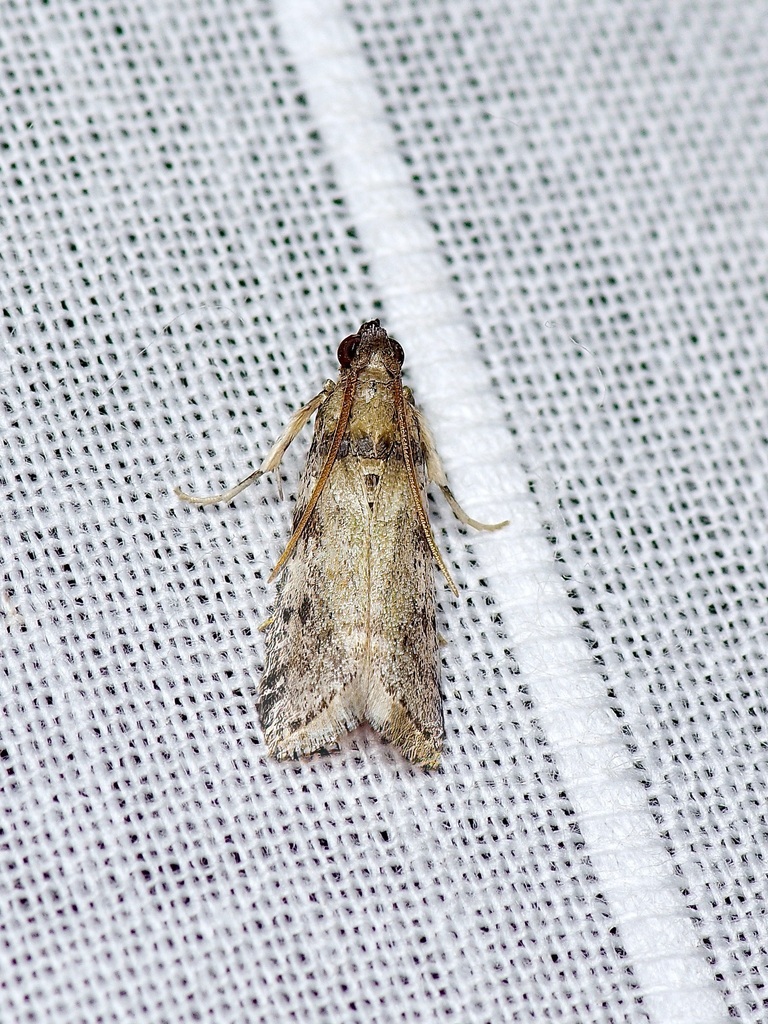 Baphala pallida (Pale Baphala), California species