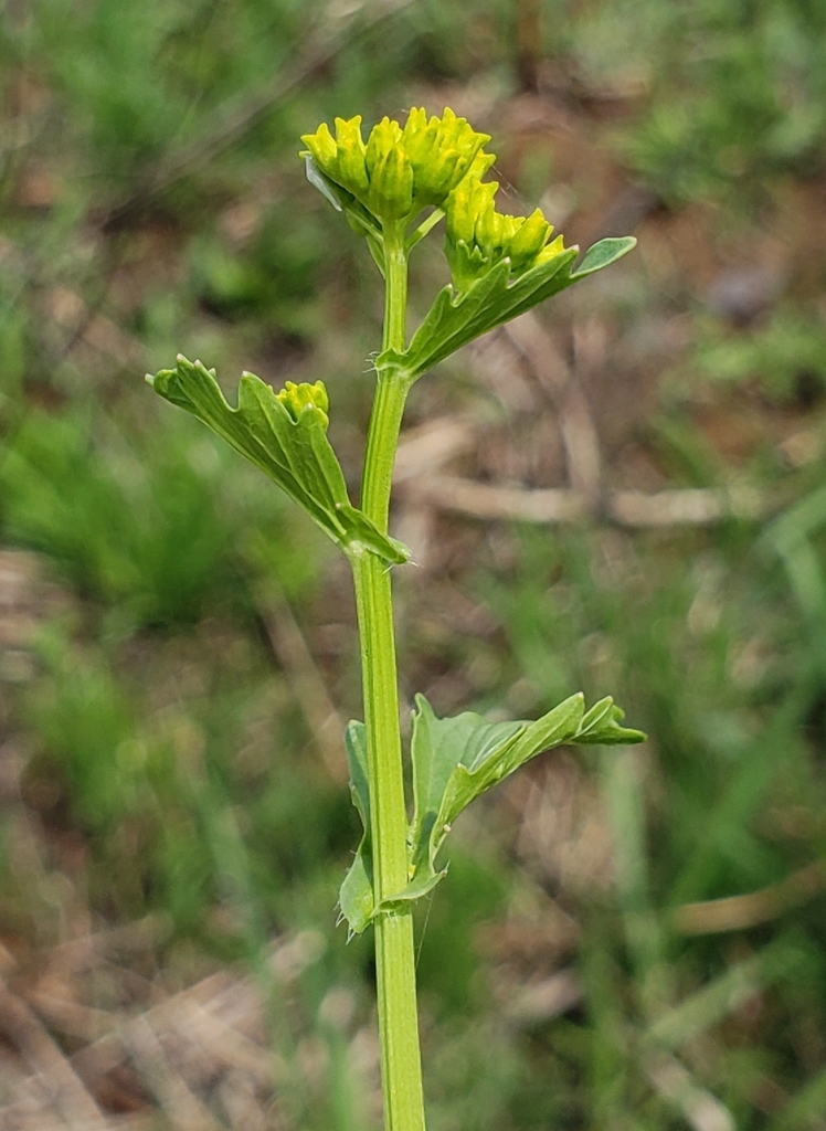 Barbarea orthoceras (American rocket), native California herb
