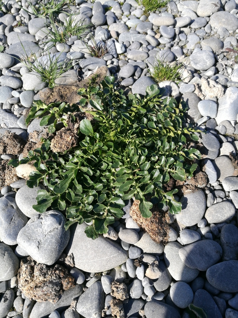 Barbarea verna (Early winter cress), non-native California herb