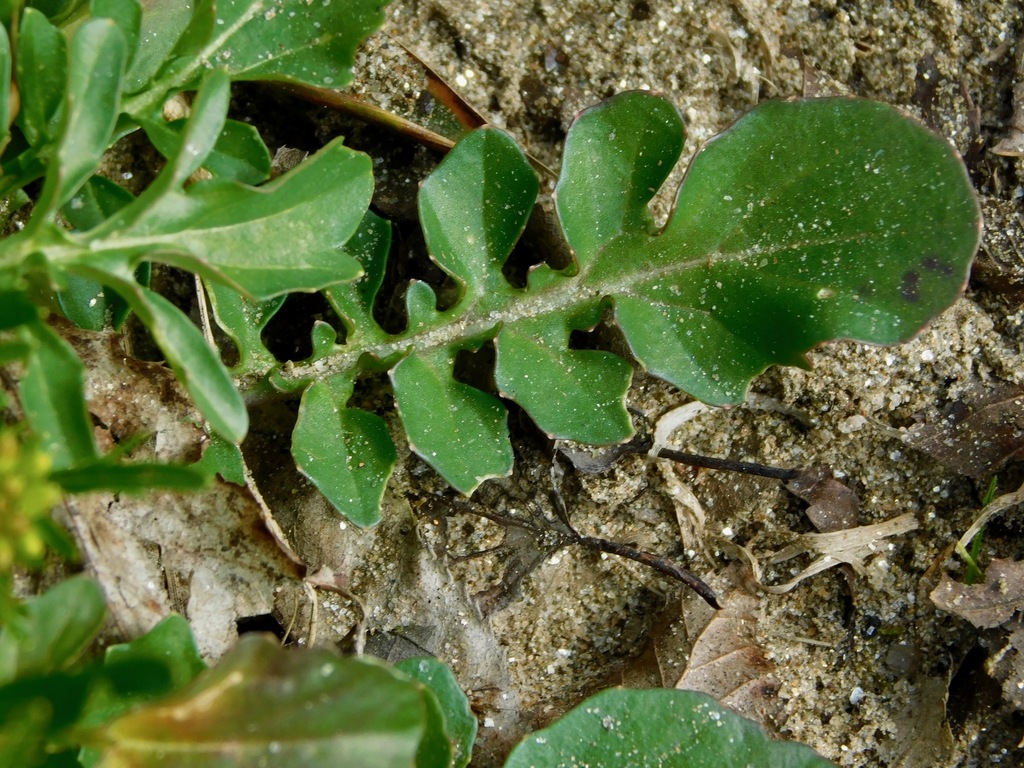 Barbarea vulgaris (Yellow rocket), non-native California herb
