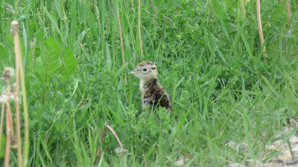 Bartramia longicauda (Upland Sandpiper), California species