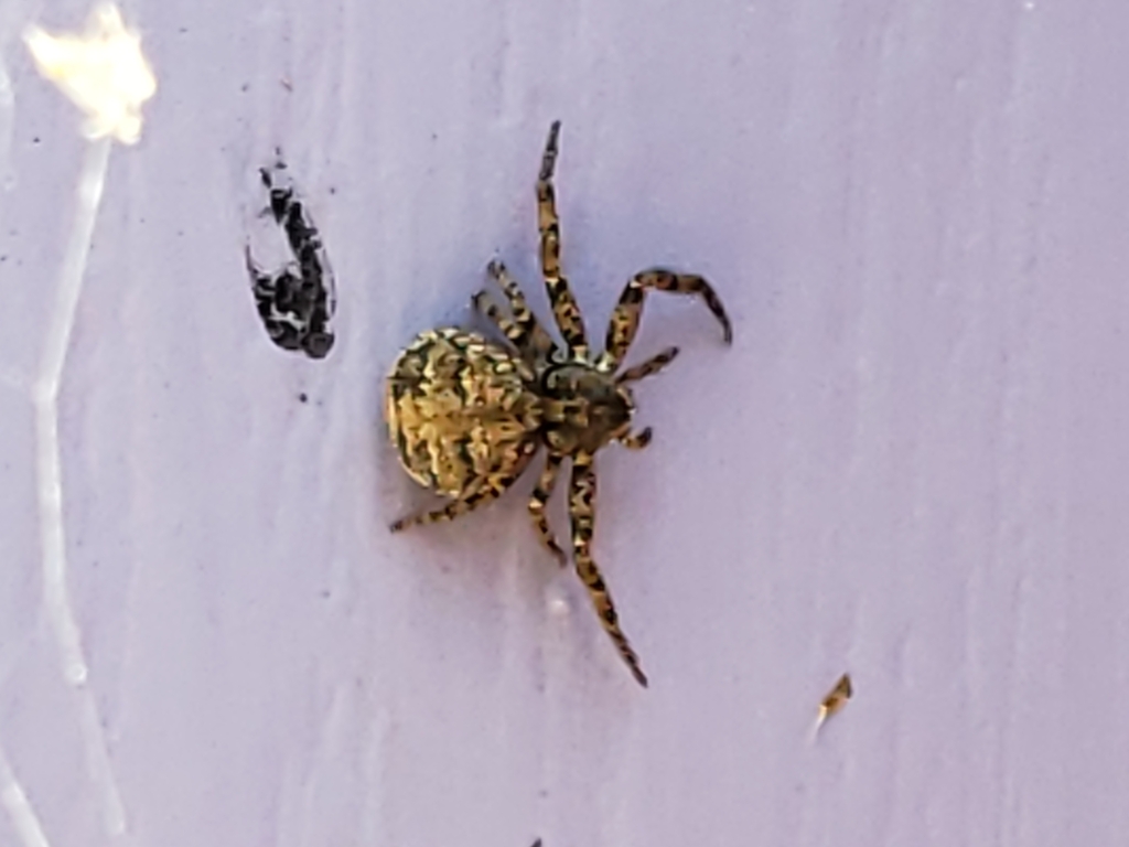 Bassaniana utahensis (Utah Crab Spider), California species