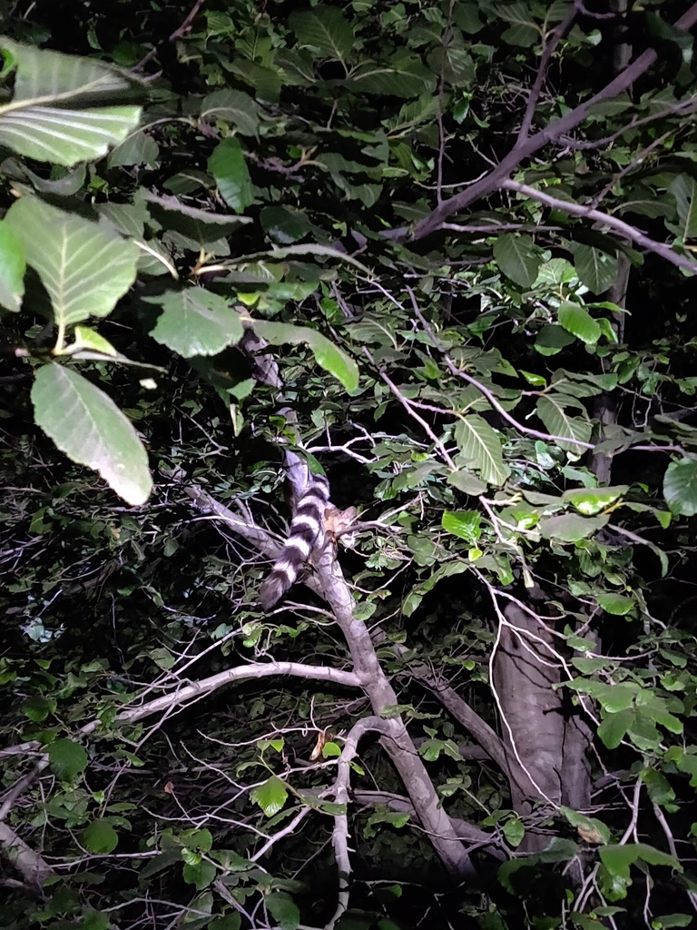 Bassariscus astutus octavus (Southern California Ringtail), California species