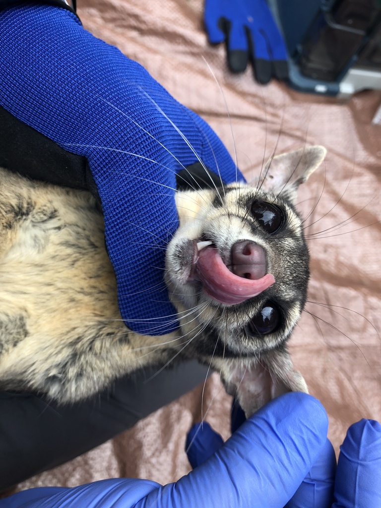 Bassariscus astutus (Ringtail), California species