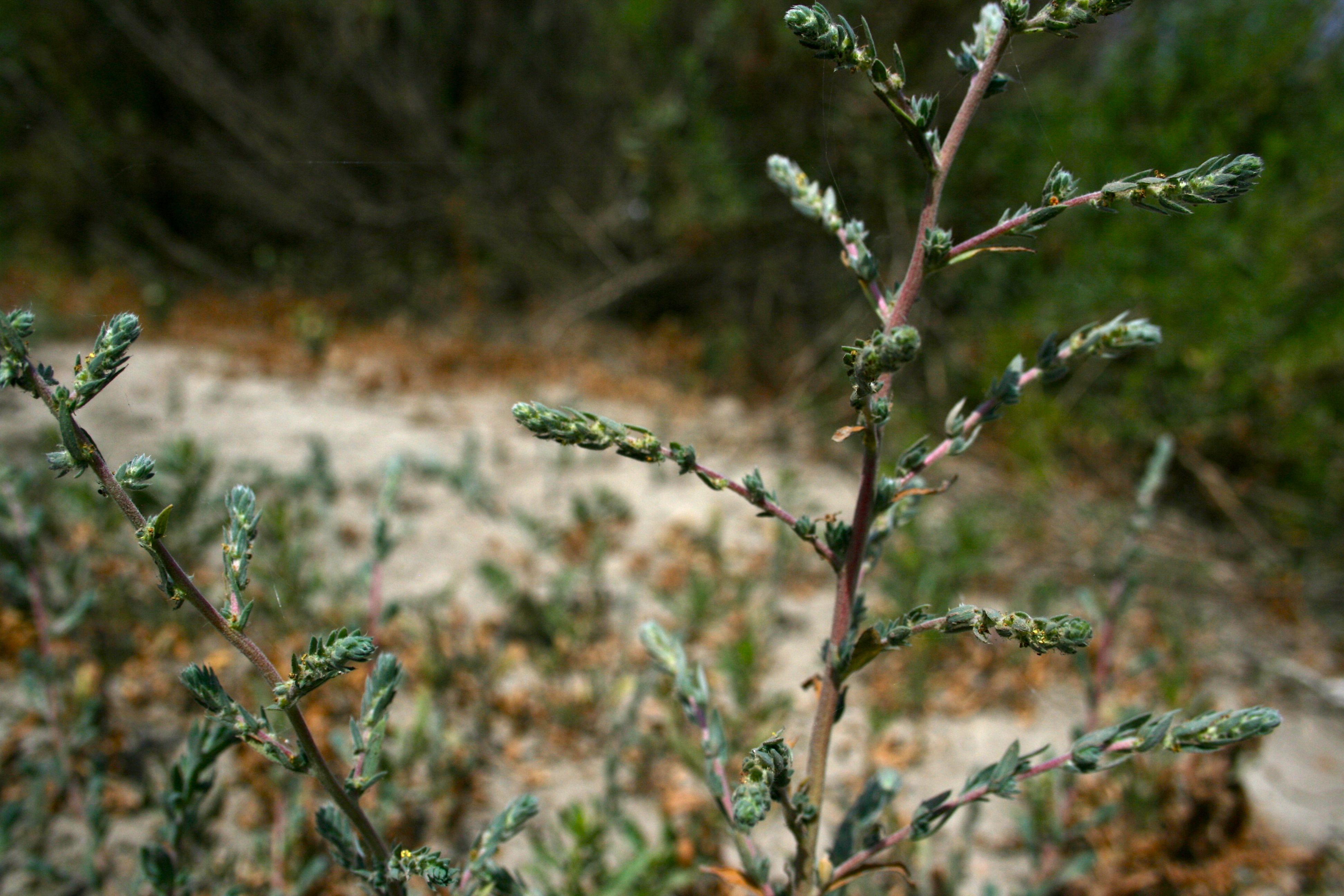 Bassia hyssopifolia (Five horn bassia), non-native California herb