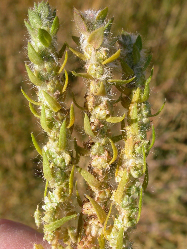 Bassia scoparia, non-native California herb