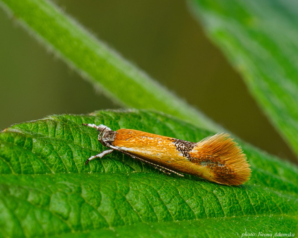 Batia lunaris, California species