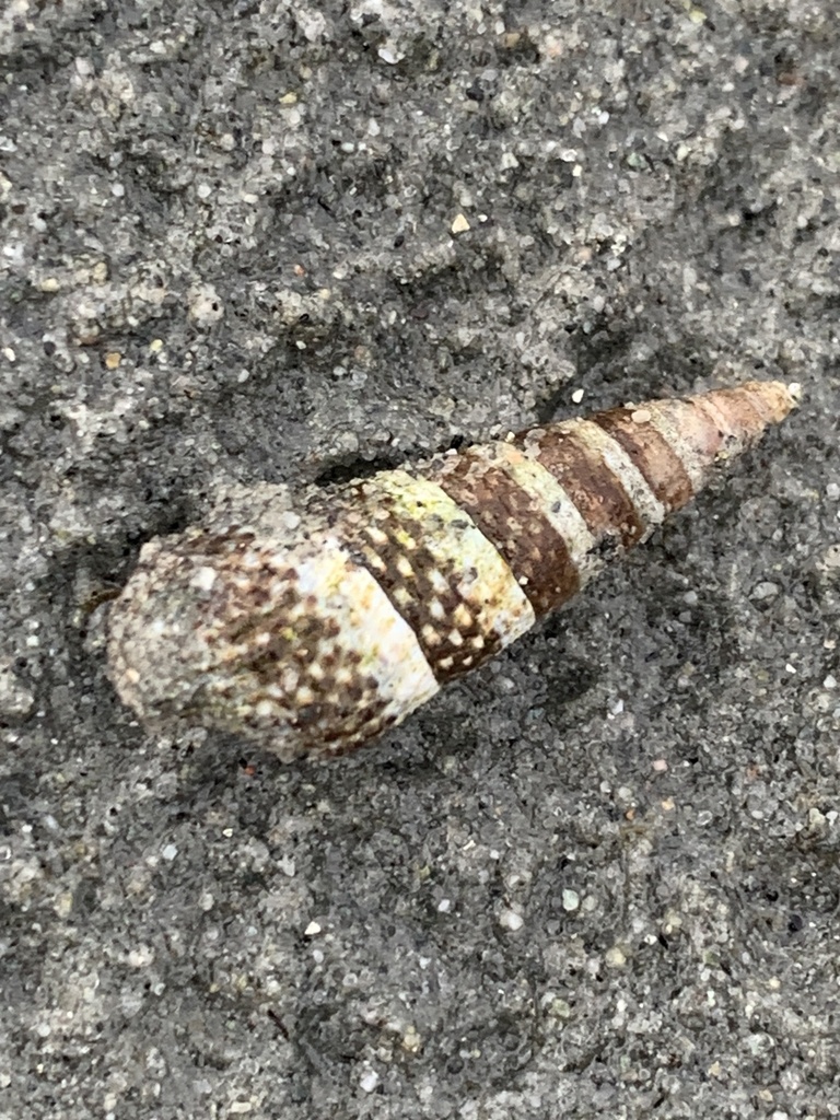 Batillaria attramentaria (Japanese False Cerith), California species