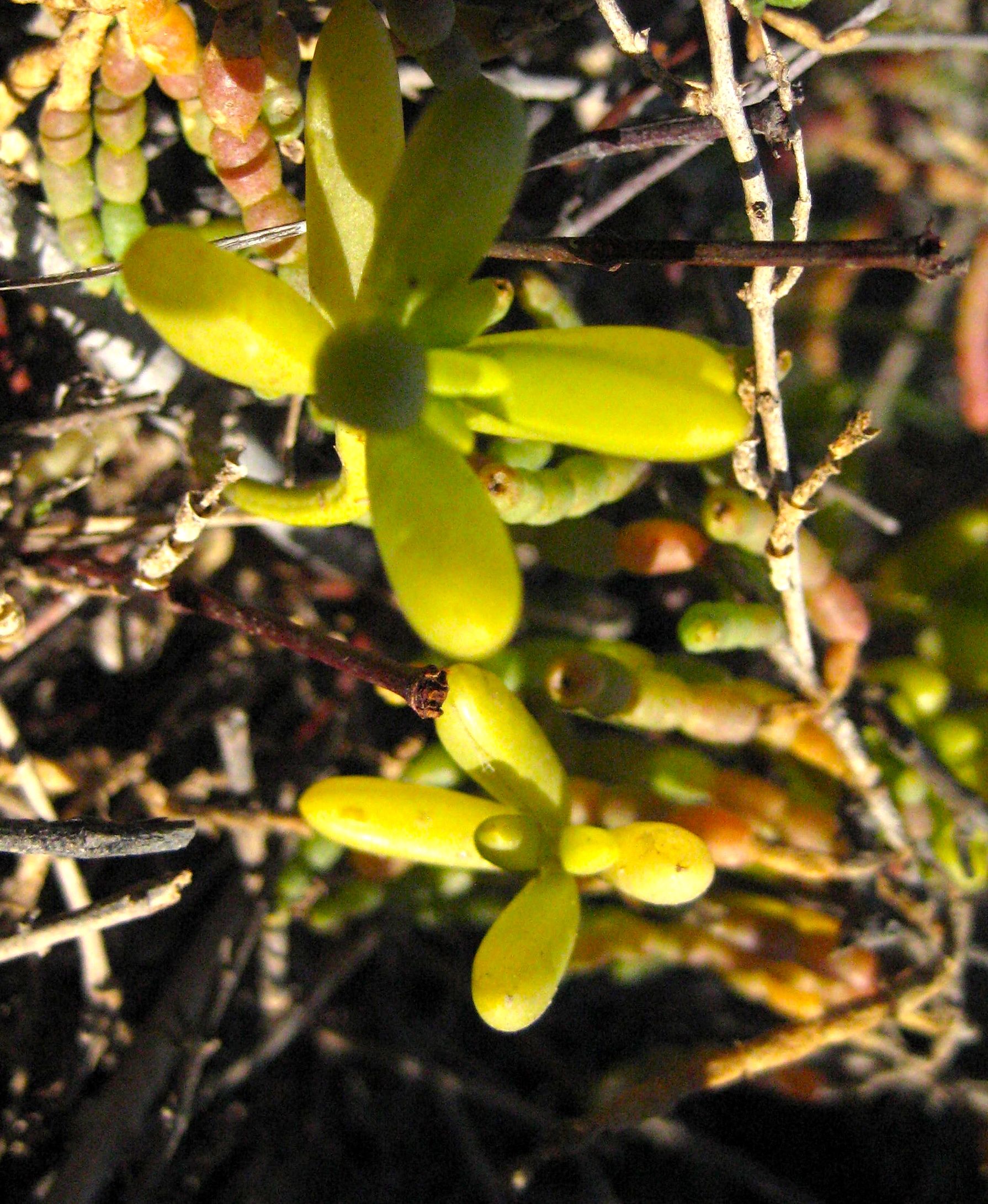 Batis maritima (Saltwort), native California subshrub