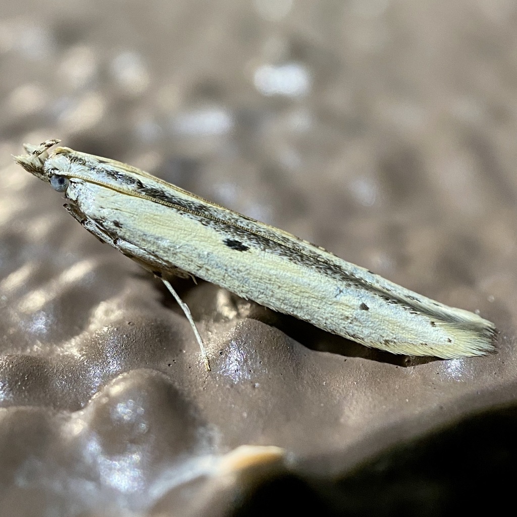 Batrachedra enormis (Large Batrachedra Moth), California species