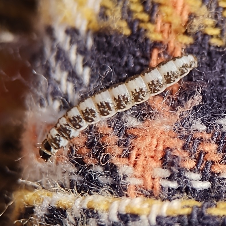 Batrachedra illusor, California species