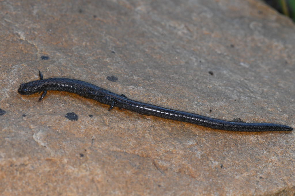 Batrachoseps altasierrae (Greenhorn Mountains Slender Salamander), California species