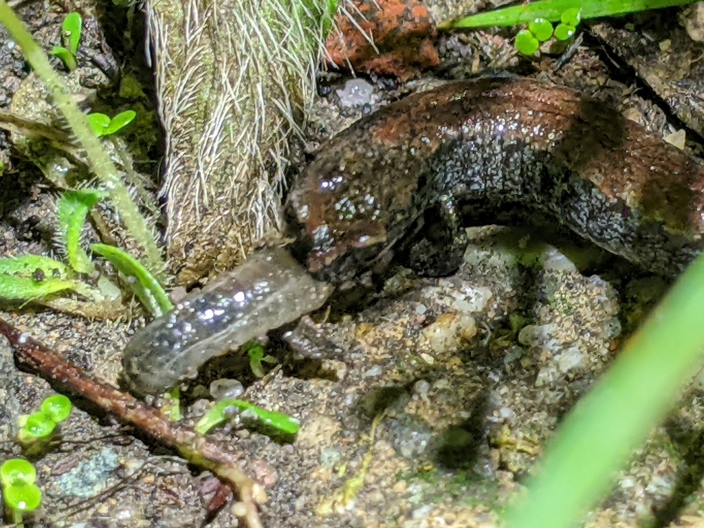Batrachoseps attenuatus (California Slender Salamander), California species