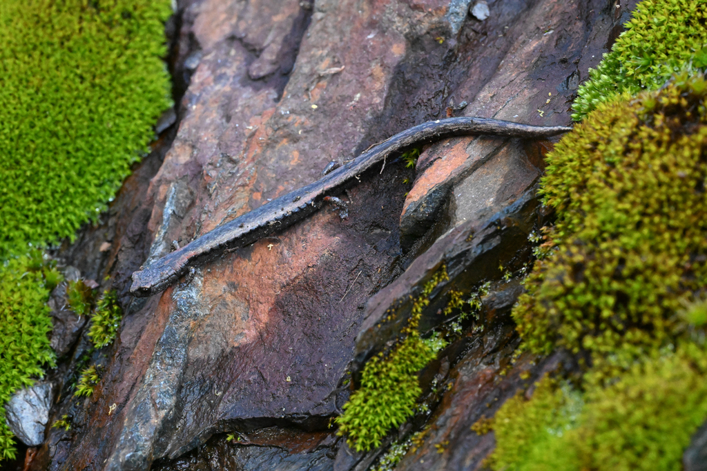 Batrachoseps bramei (Fairview Slender Salamander), California species
