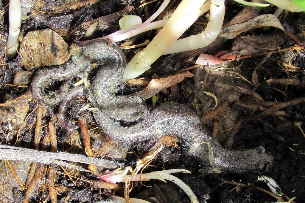 Batrachoseps campi (Inyo Mountains Slender Salamander), California species