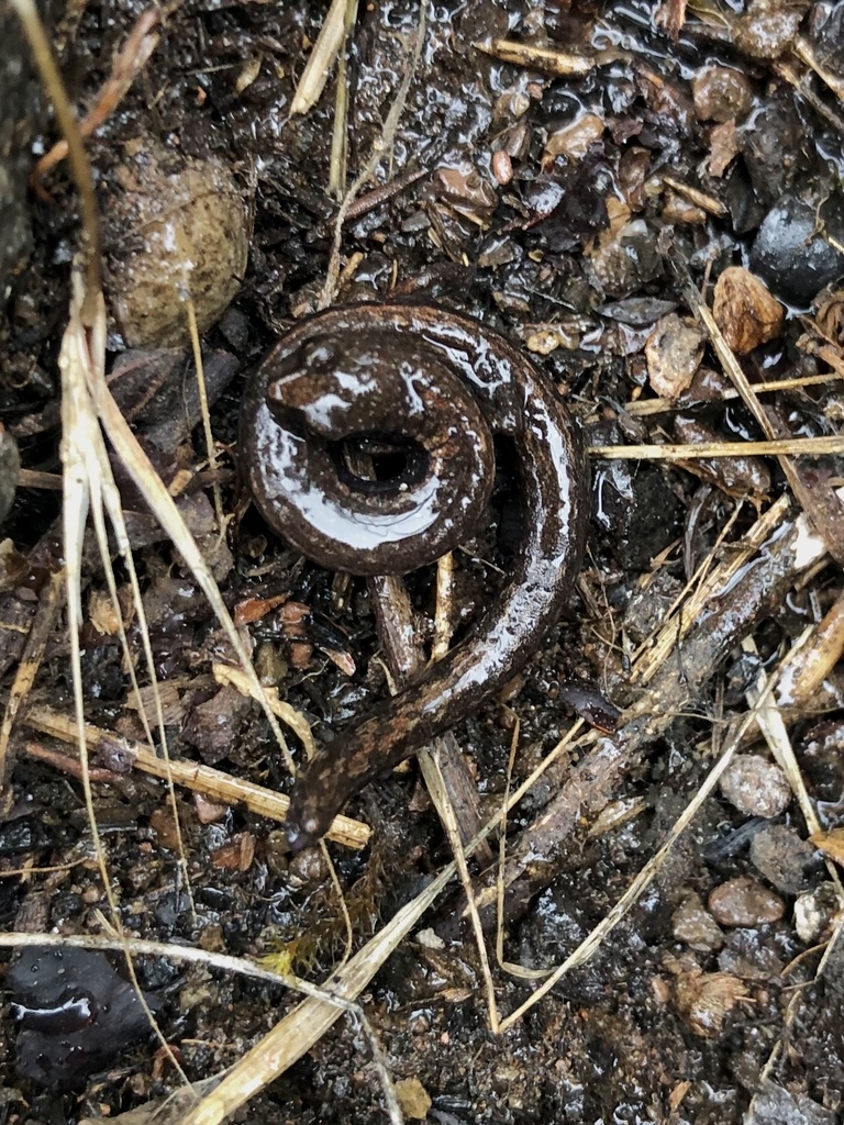 Batrachoseps diabolicus (Hell Hollow Slender Salamander), California species