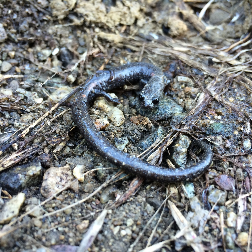 Batrachoseps gabrieli (San Gabriel Mountains Slender Salamander), California species