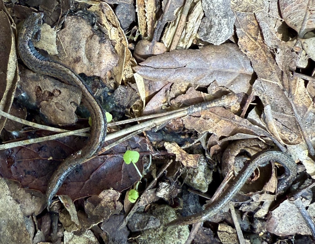 Batrachoseps gavilanensis (Gabilan Mountains Slender Salamander), California species