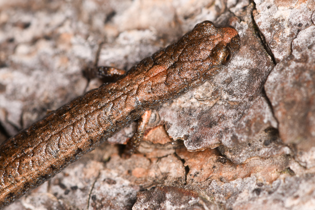 Batrachoseps gregarius (Gregarious Slender Salamander), California species