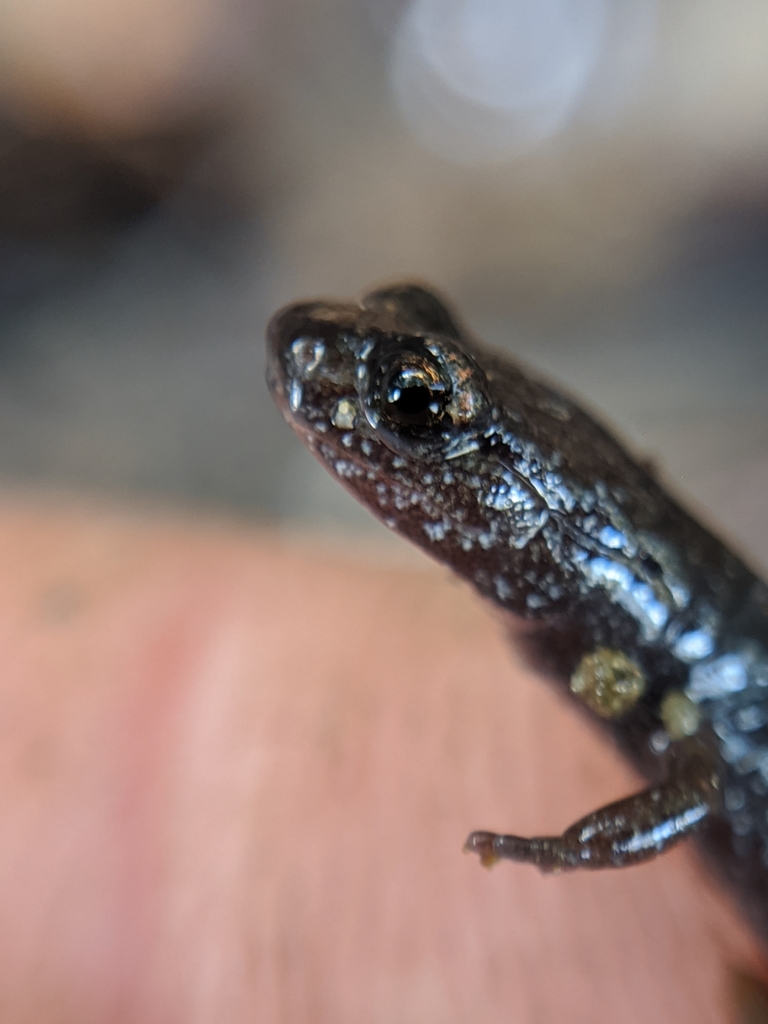 Batrachoseps incognitus (San Simeon Slender Salamander), California species