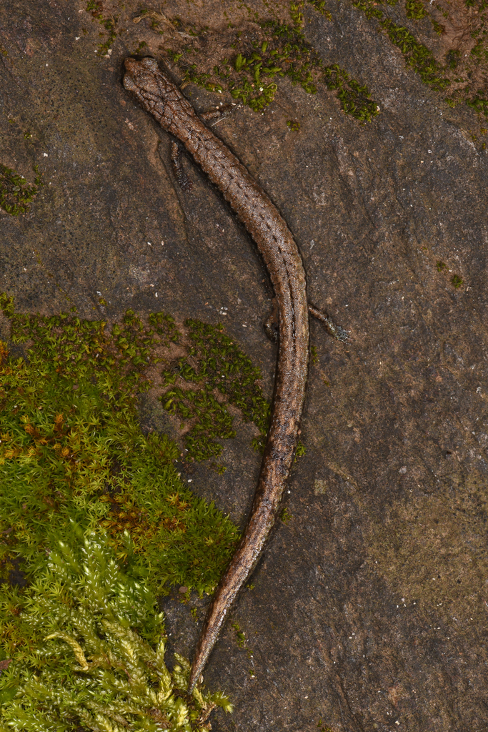 Batrachoseps kawia (Sequoia Slender Salamander), California species