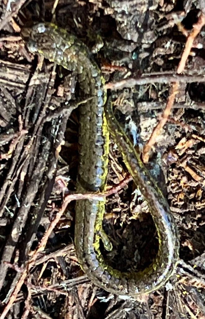 Batrachoseps luciae (Santa Lucia Mountains Slender Salamander), California species