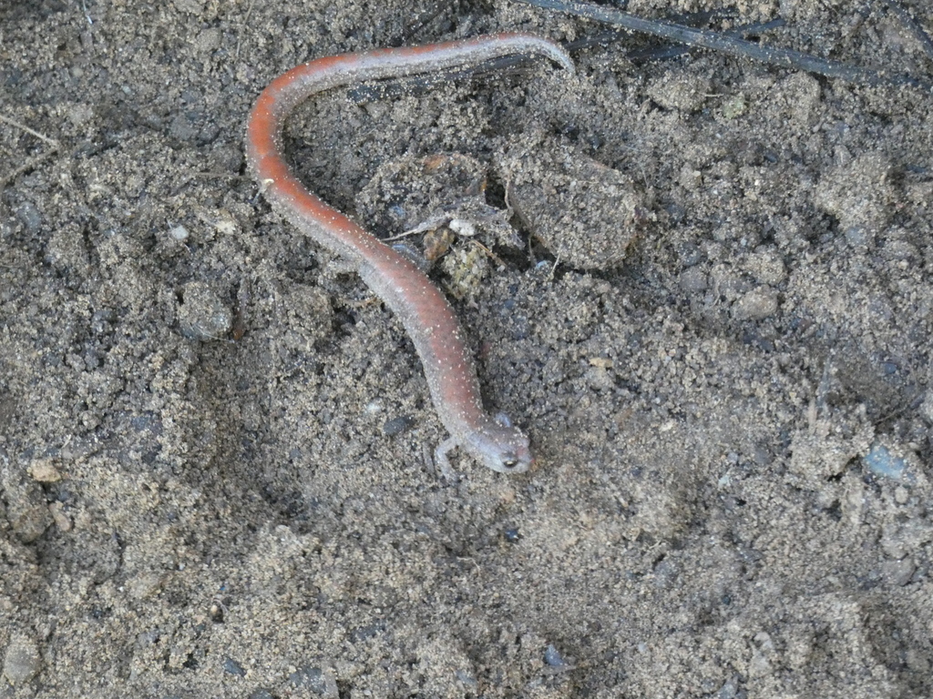 Batrachoseps major (Southern California Slender Salamander, Garden Slender Salamander), California species