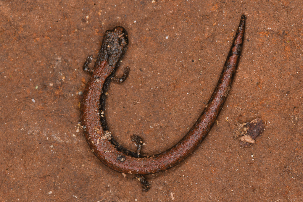Batrachoseps minor (Lesser Slender Salamander), California species
