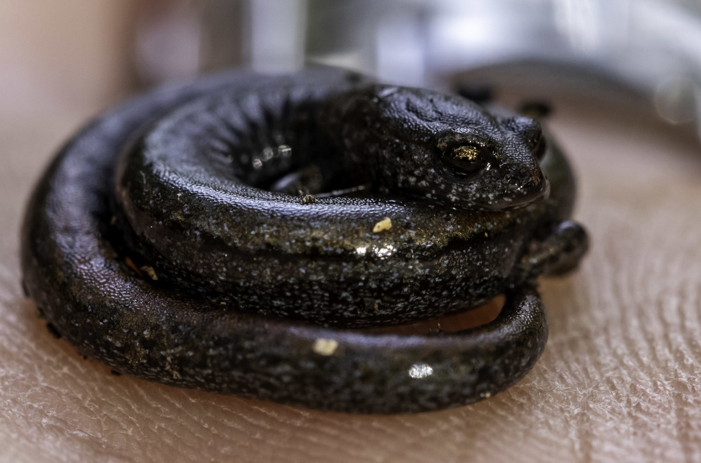 Batrachoseps nigriventris (Black-Bellied Slender Salamander), California species