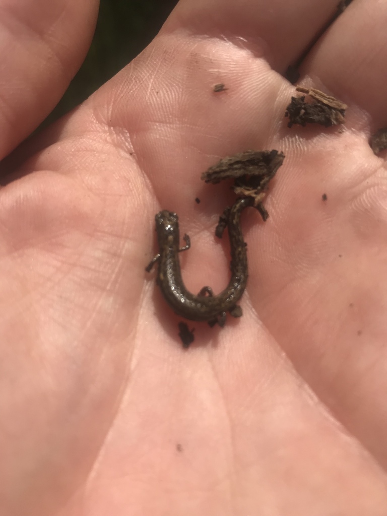 Batrachoseps pacificus (Channel Islands Slender Salamander), California species