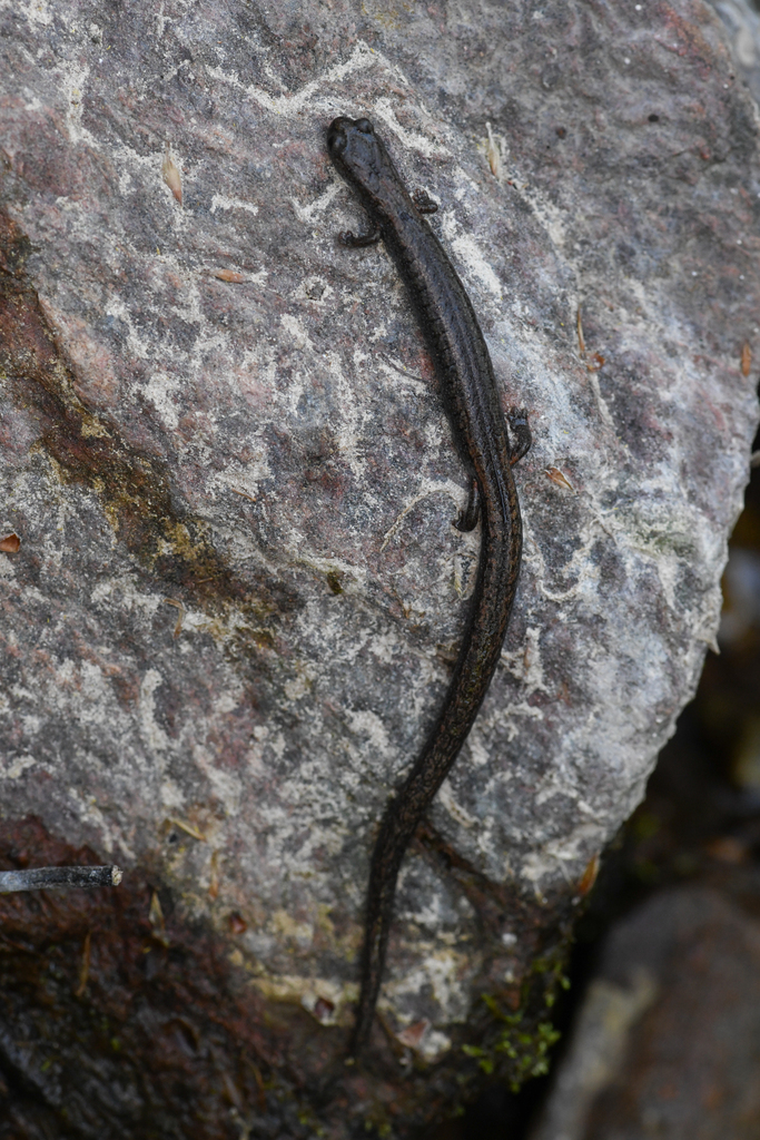 Batrachoseps regius (Kings River Slender Salamander), California species