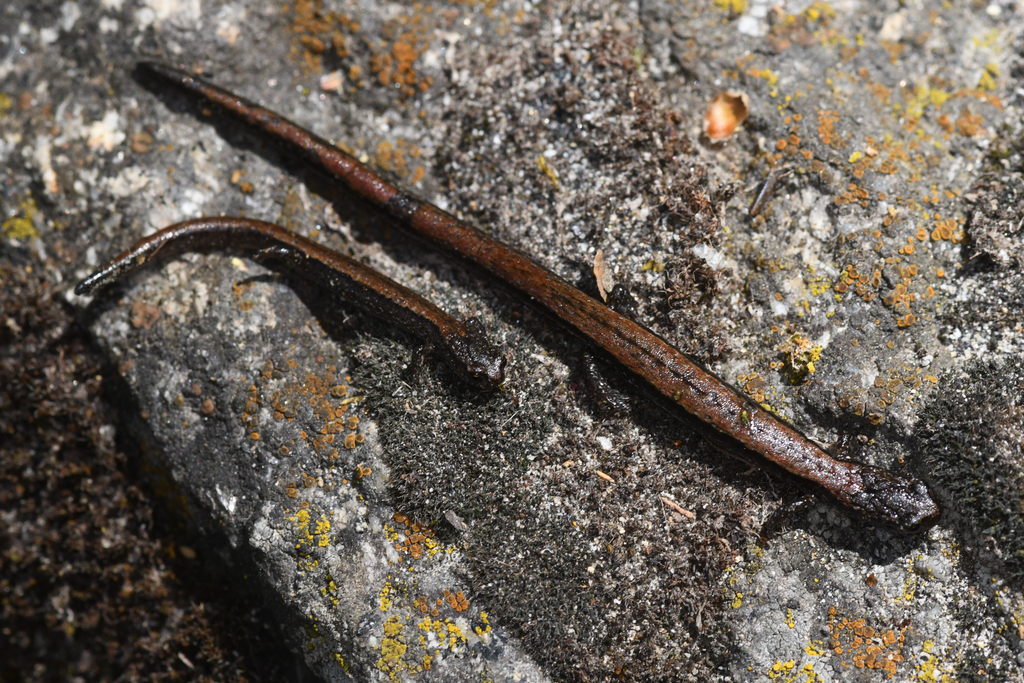 Batrachoseps relictus (Relictual slender salamander), California species