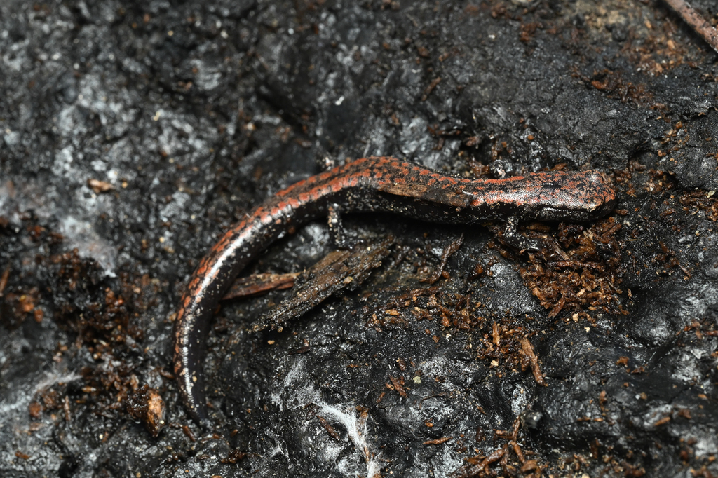 Batrachoseps robustus (Kern Plateau Slender Salamander), California species