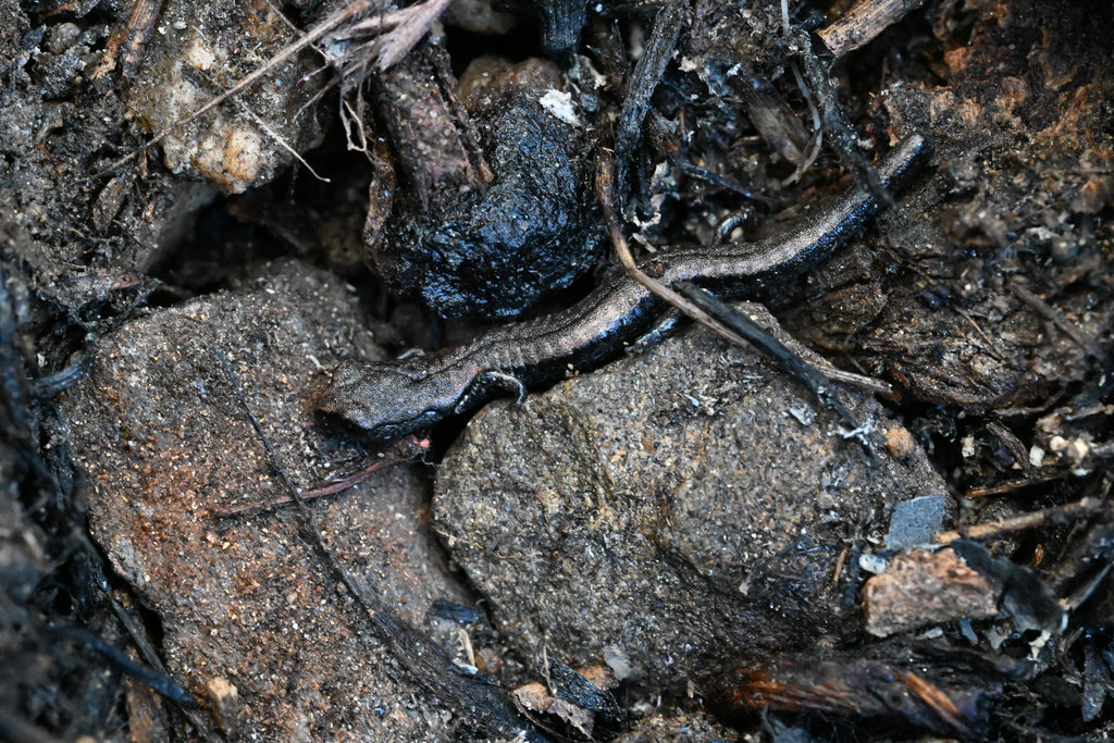 Batrachoseps simatus (Kern Canyon slender salamander), California species