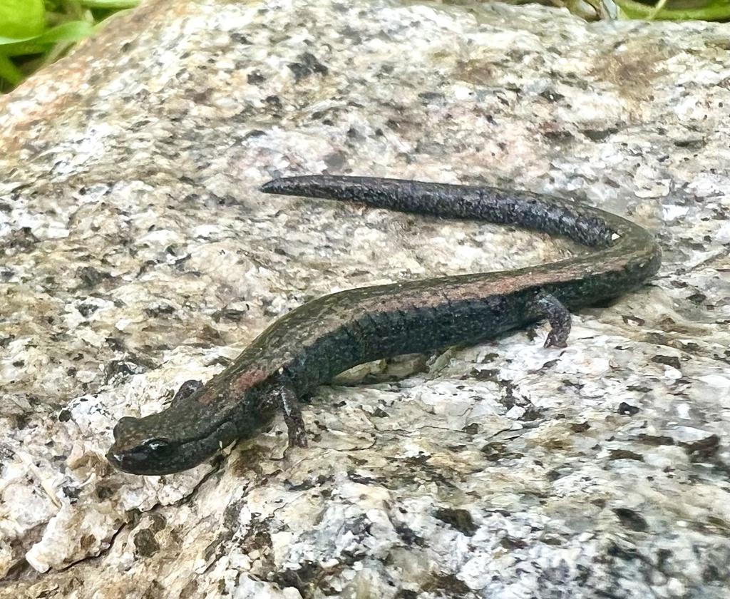 Batrachoseps stebbinsi (Tehachapi slender salamander), California species