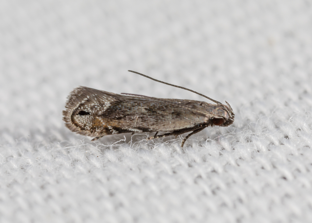Battaristis concinnusella (Concinnus Battaristis), California species