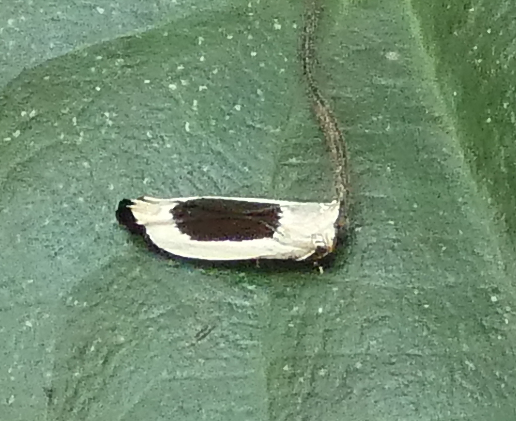 Battaristis concinusella, California species