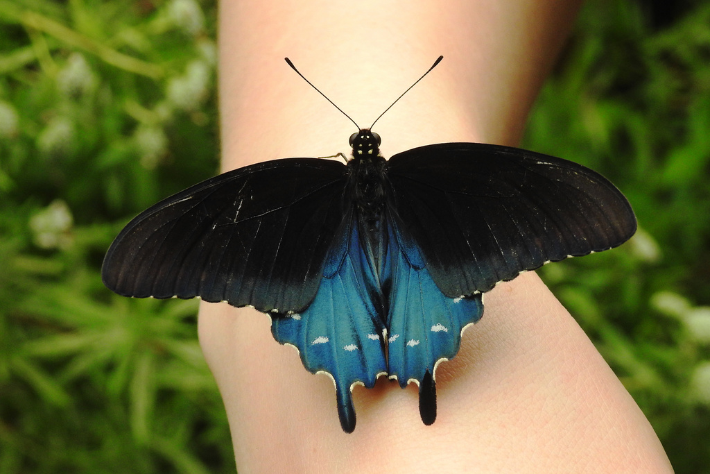 Battus philenor (Pipevine Swallowtail), California species