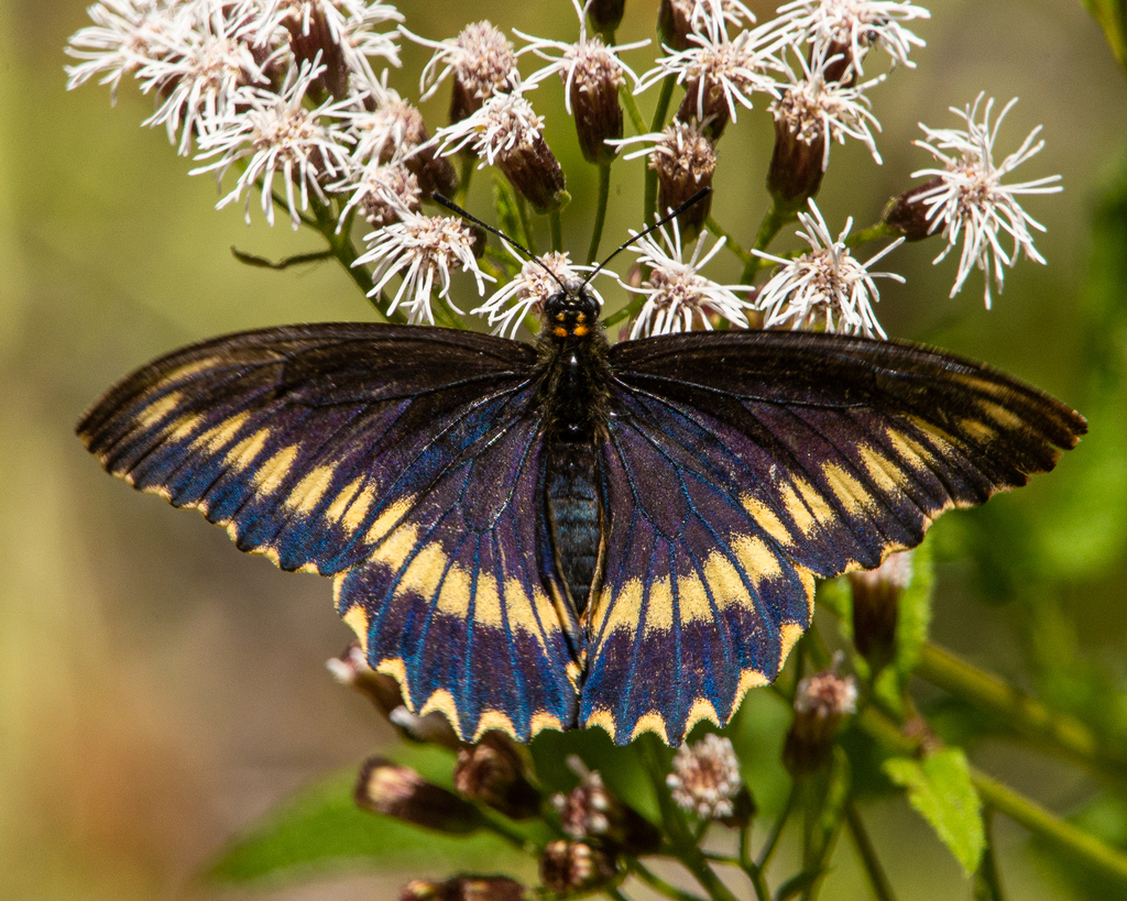 Battus polydamas (Polydamas Swallowtail), California species