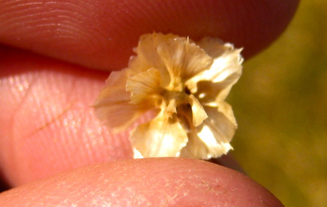 Bebbia juncea var. aspera (Rough sweetbush), native California shrub