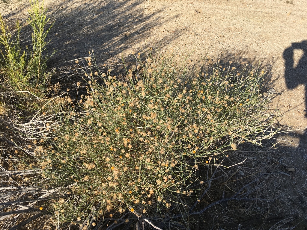 Bebbia sp. (Sweetbush), native California shrub