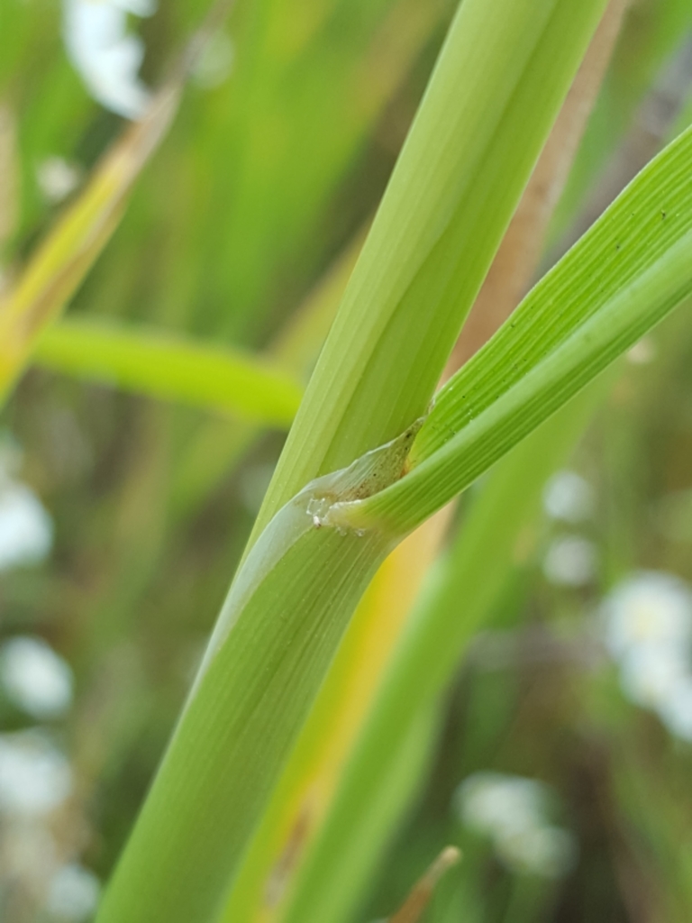 Beckmannia syzigachne (American slough grass), native California grass